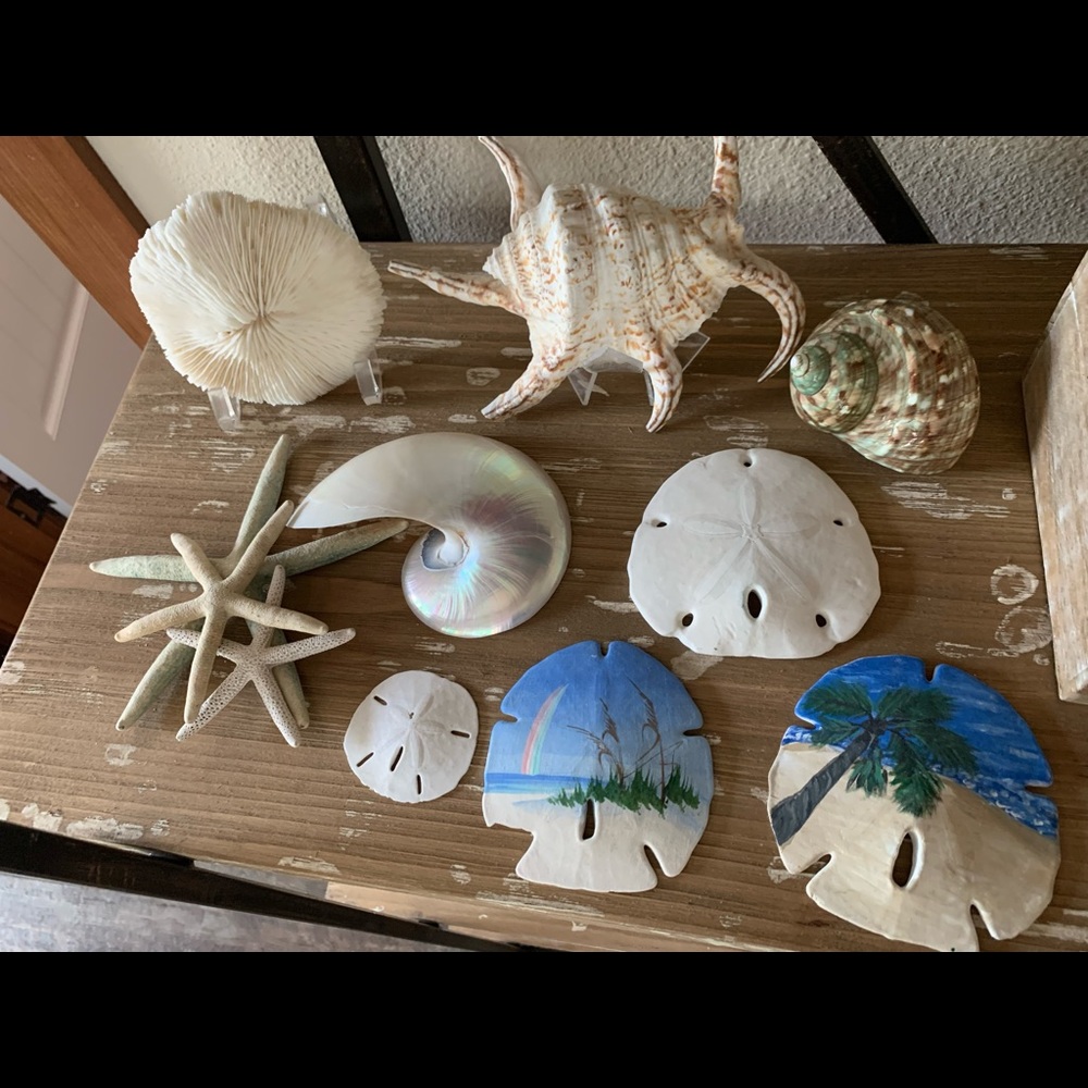 Seashell Bundle